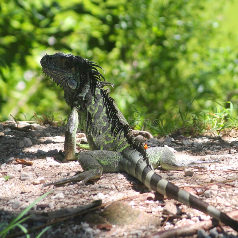 Key West Iguana stock image. Image of fort, reptile, florida 52489729