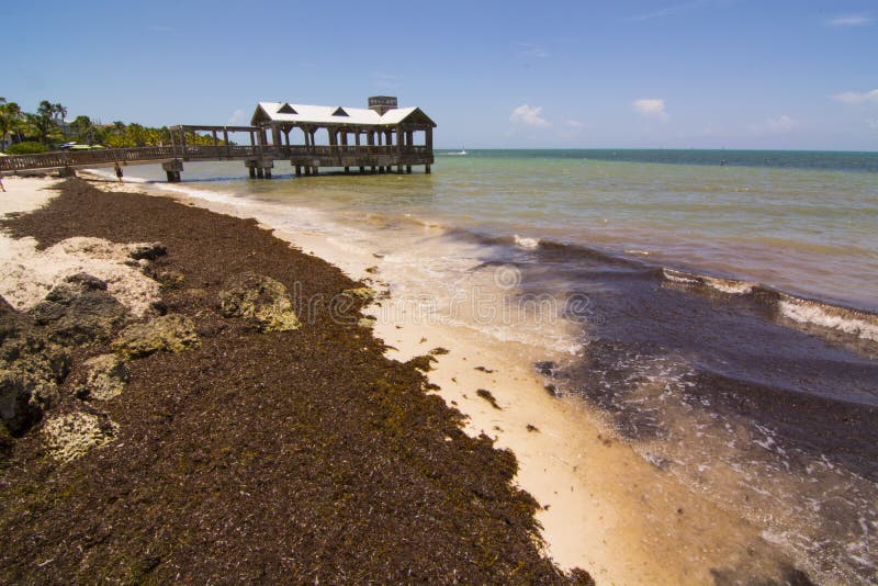 Key West Seaweed Beach