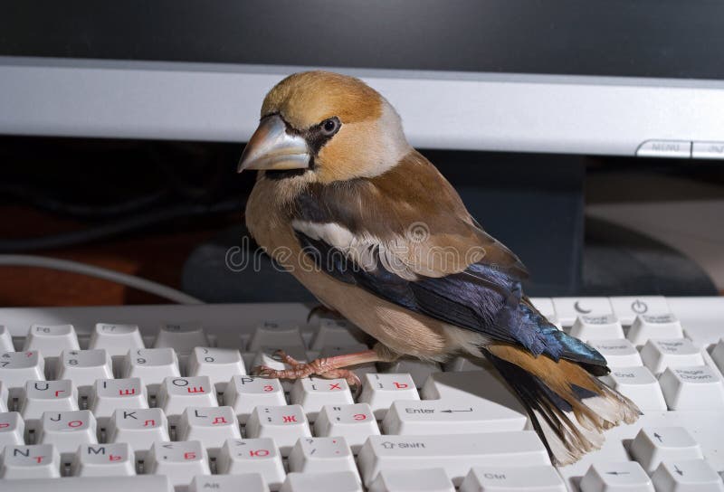 Da uccello sul tastiera sul monitorare.