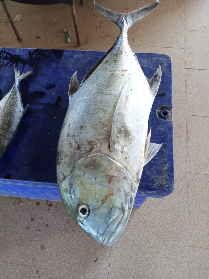 10 kg ryb złowionych z morza wawww obrazy stock