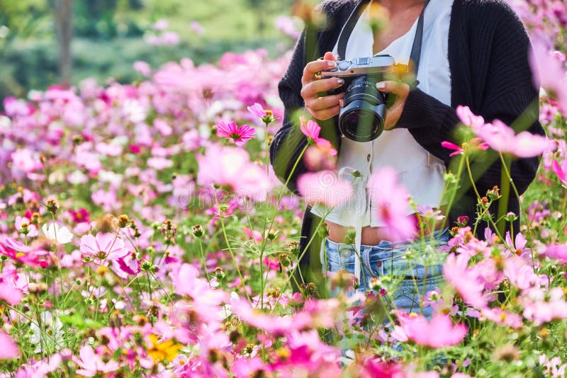 Khao-kho Phetchabun, Thaiand Touristische Reise der Frau machen Foto mit Kamera auf schönem Kosmosblumenfeld lizenzfreie stockfotografie Khao-kho Phetchabun, Thaiand Touristische Reise der Frau machen Foto mit Kamera auf schönem Kosmosblumenfeld lizenzfreie stockfotografie