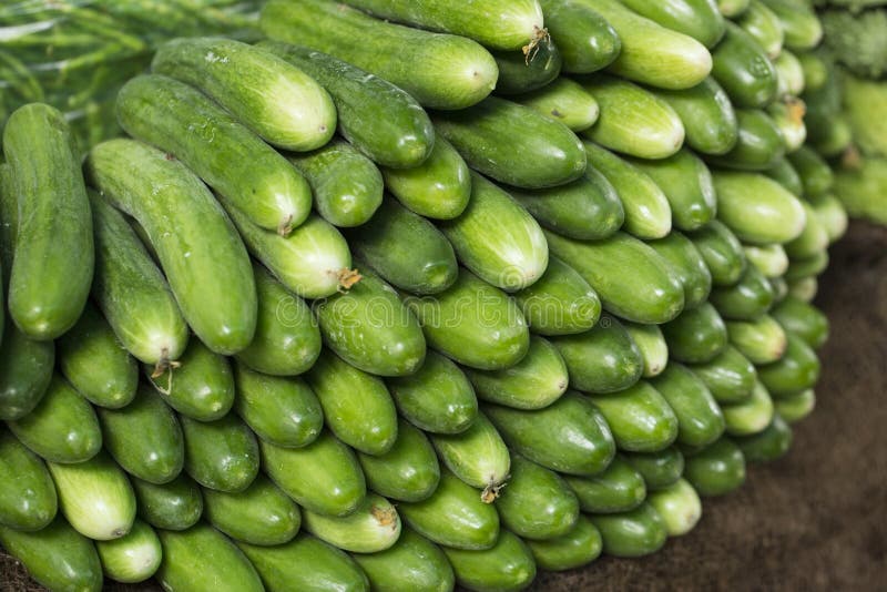 Kheera Cocumber stock photo. Image of crop, group, market - 105556180