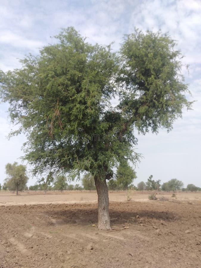 KHEJRI TREE stock image. Image of time, plant, nature 185868973