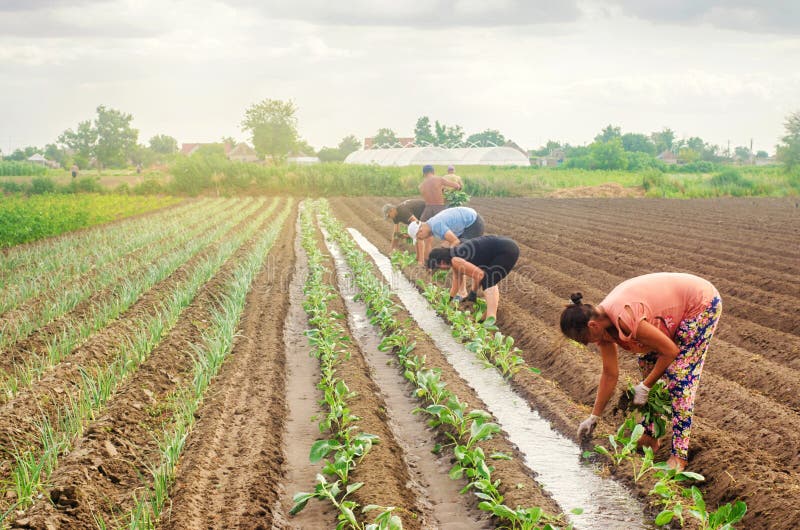KHERSON, UKRAINE - June 29, 2019: workers on the field. Planting seedlings cabbage. Agro-industry in third world countries, labor royalty free stock photos KHERSON, UKRAINE - June 29, 2019: workers on the field. Planting seedlings cabbage. Agro-industry in third world countries, labor royalty free stock photos