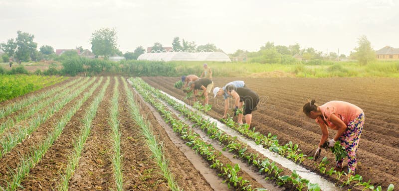 KHERSON, UKRAINE - June 29, 2019: workers on the field. Planting seedlings cabbage. Agro-industry in third world countries, labor. Migrants. Family farmers stock photos KHERSON, UKRAINE - June 29, 2019: workers on the field. Planting seedlings cabbage. Agro-industry in third world countries, labor. Migrants. Family farmers stock photos
