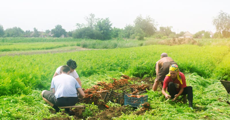 KHERSON, UKRAINE - June 07, 2019: workers on the field. Harvesting carrot. Agro-industry in third world countries, labor migrants. Family farmers. Seasonal job. Agriculture, farming. KHERSON, UKRAINE - June 07, 2019: workers on the field. Harvesting carrot. Agro-industry in third world countries, labor migrants. Family farmers. Seasonal job. Agriculture, farming