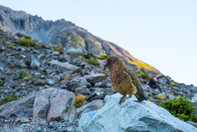 Kia Bird Stand on the Rock beside the Glacier Lake in Mt Cook National  Park, Hook Valley, South Island, New Zealand I Stock Photo - Image of  native, animal: 157681836
