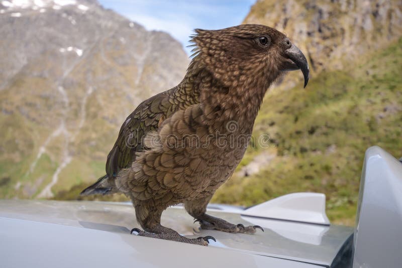 Kia -New Zealand`s Native Parrot with a Lot of Personality. Stock Image -  Image of beautiful, mount: 112637363