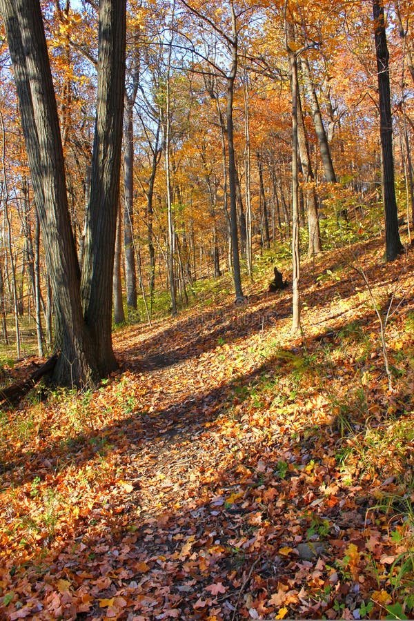 Kickapoo State Park Illinois Stock Image Image of parkland, forest