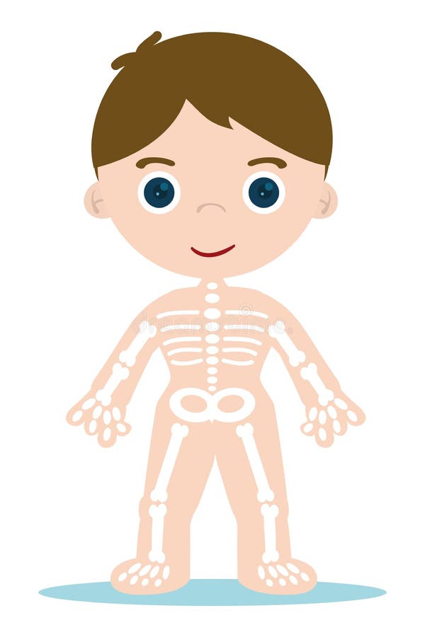 Kid bones stock vector. Illustration of skeleton, person - 26055207