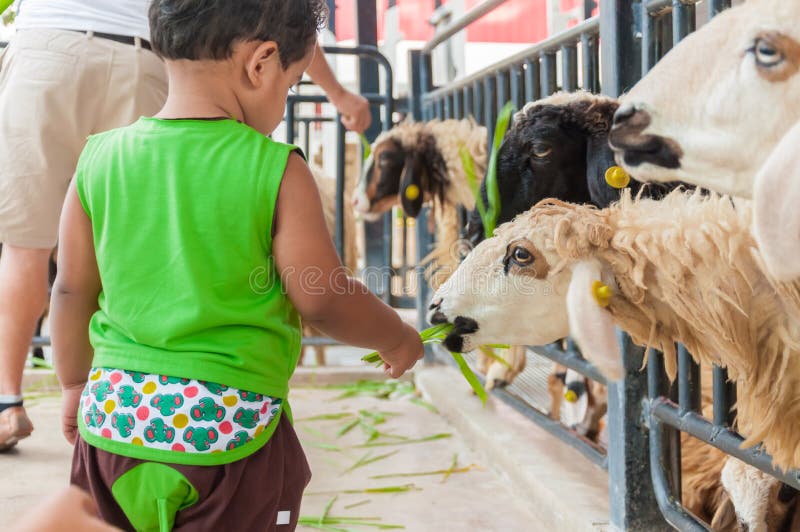 Kid boy feeding sheep stock photos