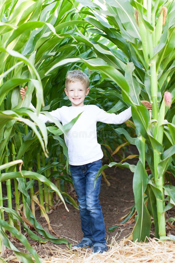 Kid in corn maze royalty free stock photo Kid in corn maze royalty free stock photo