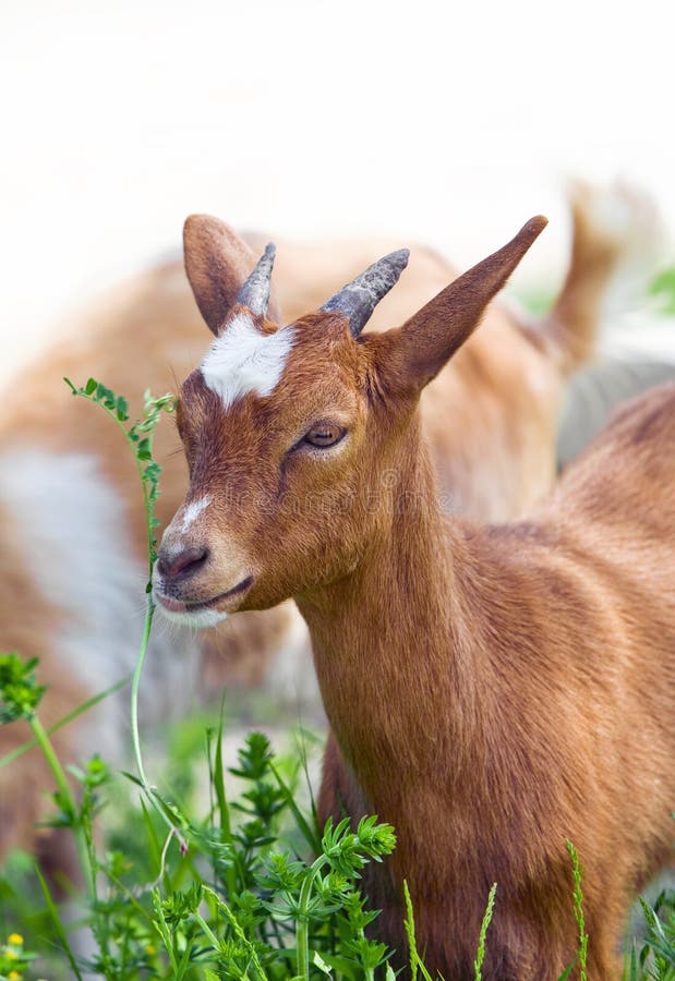 Kid eats grass,Close up. Kid calf stock images, royalty-free photos and pictures