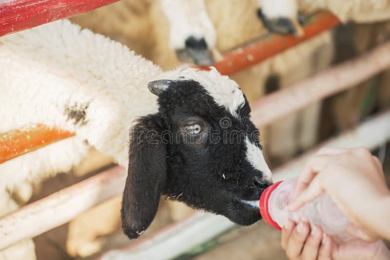 Kid feeding sheep in the farm ,Thailand royalty free stock photos