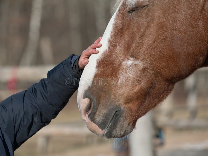 Kid hand caressing horse stock photography Kid hand caressing horse stock photography