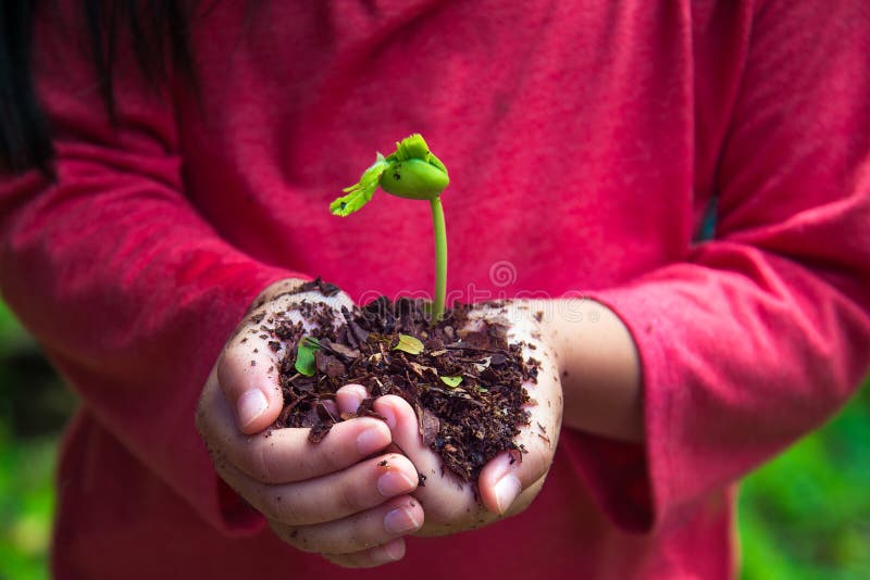 Kid is Planting Seed with Complimentary Color Stock Image Image of planting, soil 90239025