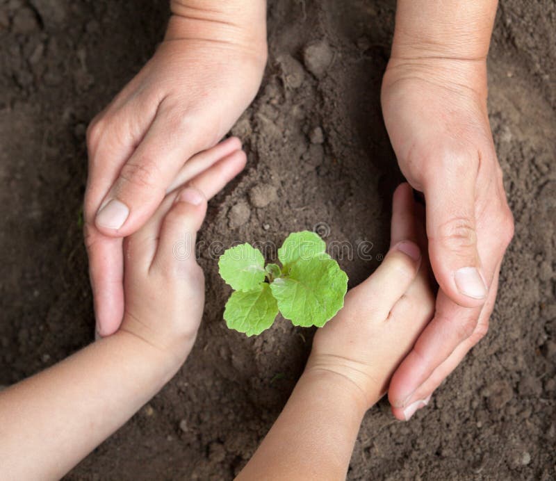 Kid`s and grown-up`s hands holding a young plant