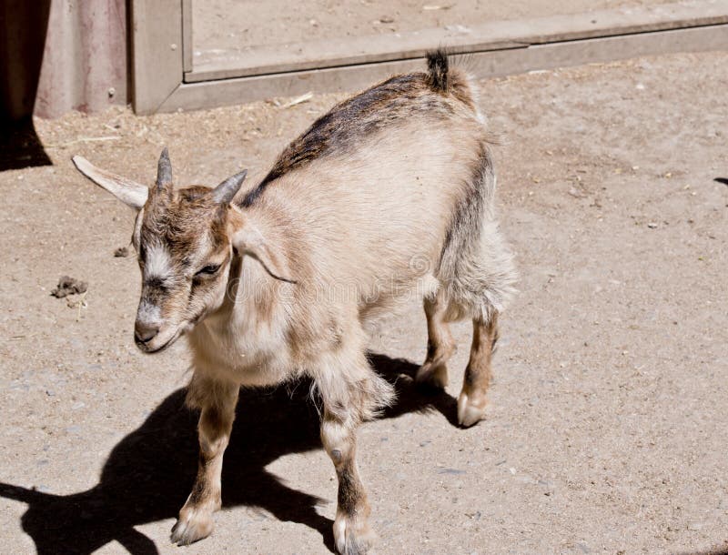 Kid a young goat stock photo. Image of domestic, wildlife 142033878