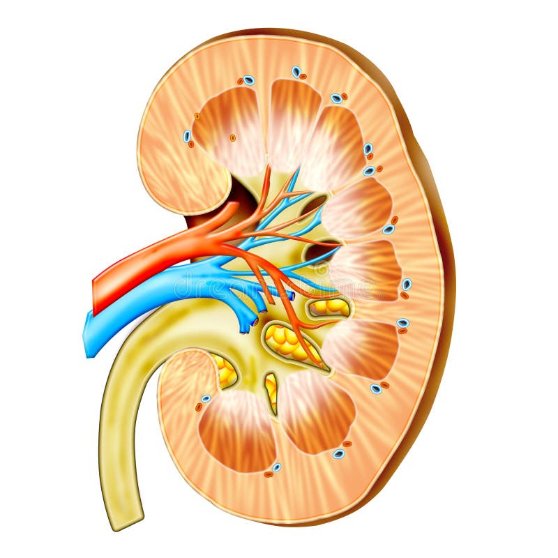 Kidney