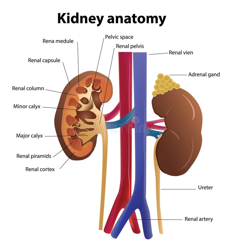 Kidney Anatomy In Vector Stock Vector  Illustration Of