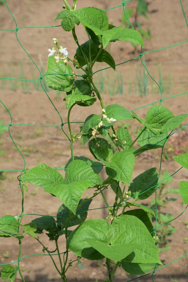 Kidney bean cultivation stock image. Image of background 121042763