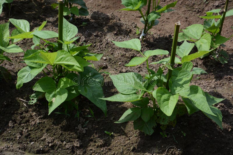 Kidney bean cultivation stock image. Image of background 121042777