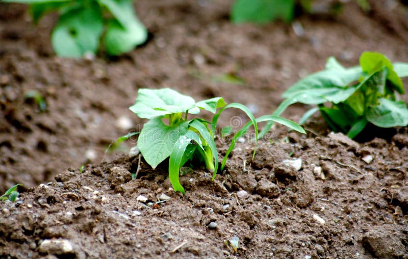 Kidney bean field stock image. Image of green, plant 93215811