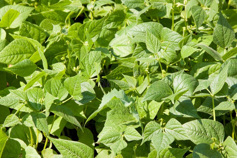 A Kidney Bean Grows on a Bed on a Suburban Stock Photo Image of