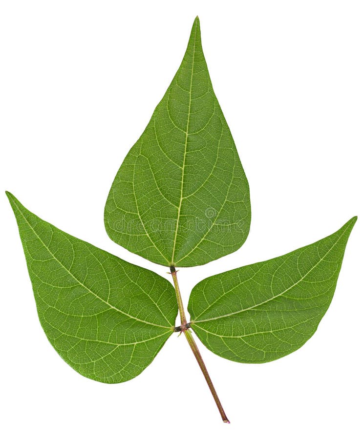 Kidney Bean Leaf Isolated on White Stock Image Image of isolated