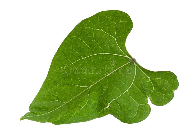 881 Kidney Bean Leaf White Stock Photos Free & RoyaltyFree Stock