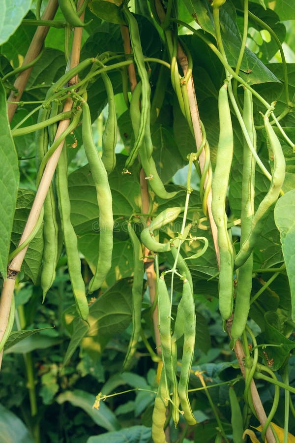 Kidney bean pods stock image. Image of vegetables, bean 25869393