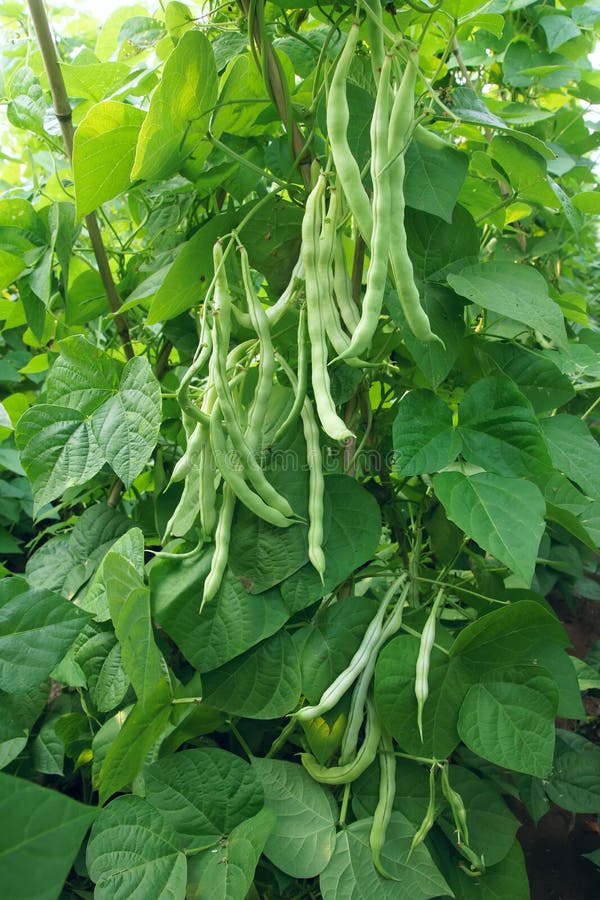 The many kidney bean pods are growing