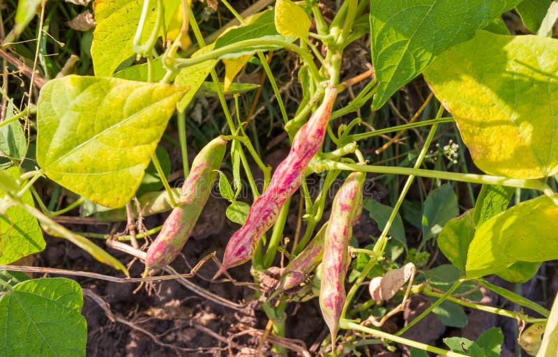 Top view of the plants of kidney bean with speckled pods on a plantation. Top view of the plants of kidney bean with speckled pods on a plantation