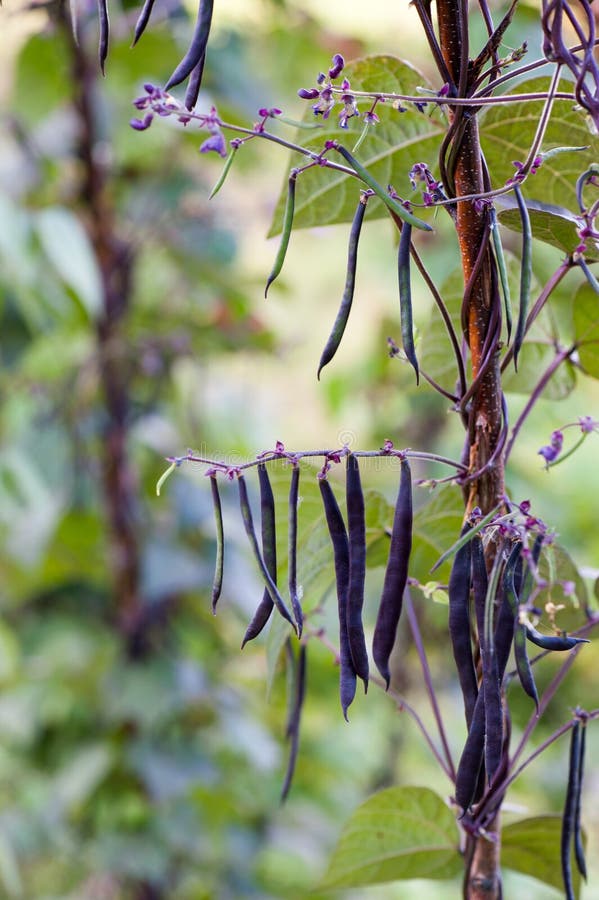 Kidney bean pods on a plant in the garden