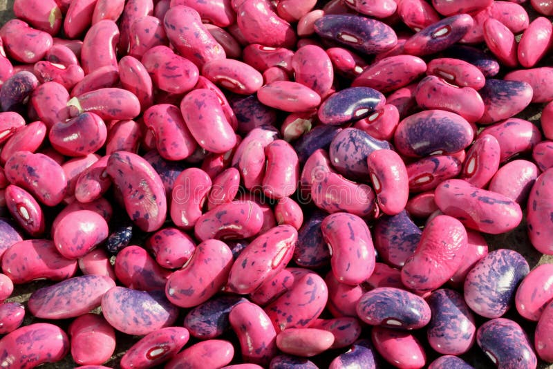 Kidney bean seeds stock image. Image of garden, pulses 16653129