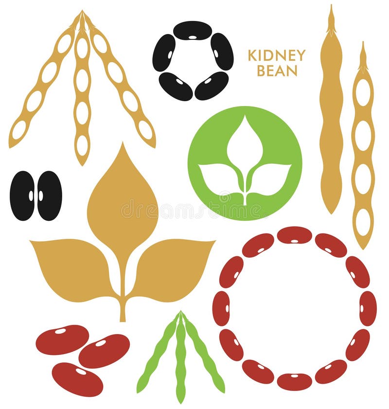 Kidney Bean Nutrient of Facts and Health Benefits, Info Graphic, Food Vector Stock Vector