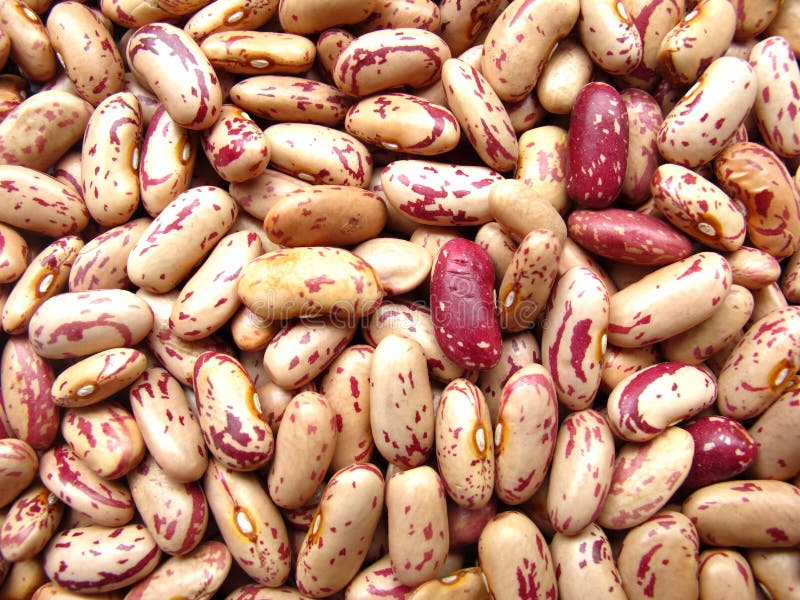 Kidney Beans royalty free stock images