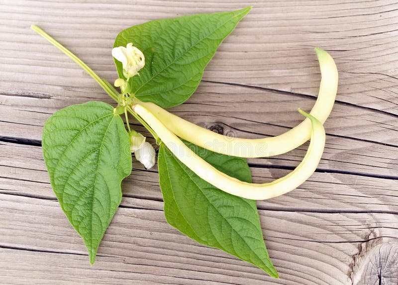 Yellow kidney beans with leaf wood texture