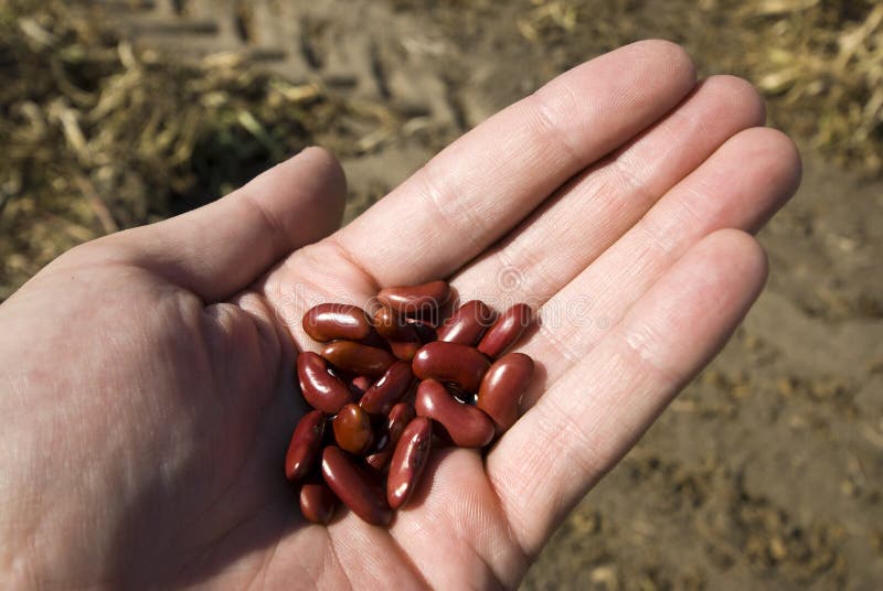 Kidney beans in the hand stock photo. Image of freshness 29167250