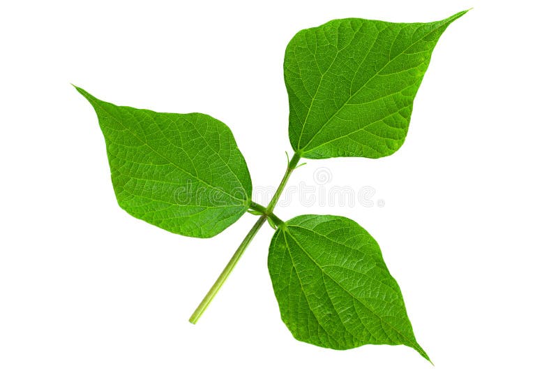 Kidney beans leaf stock image. Image of kidney, closeup 121886317
