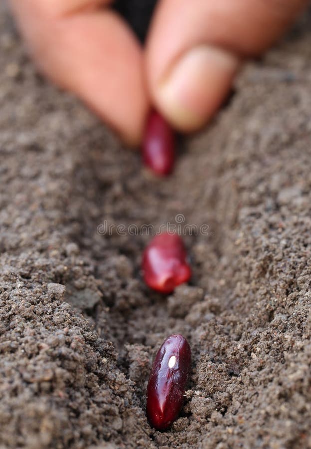 Kidney beans plantation royalty free stock image