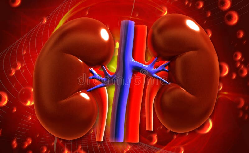 Kidney stock illustration. Illustration of medulla, effects - 39245526