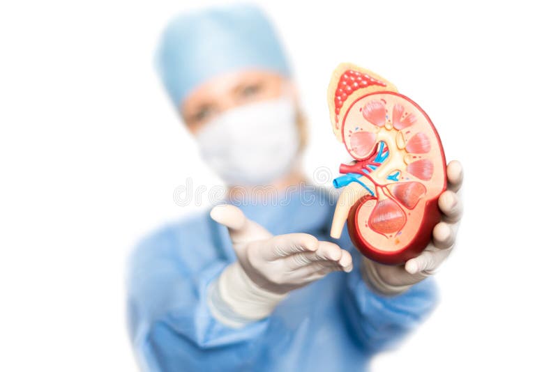 Female doctor in a surgical suit holding a kidney model. Female doctor in a surgical suit holding a kidney model