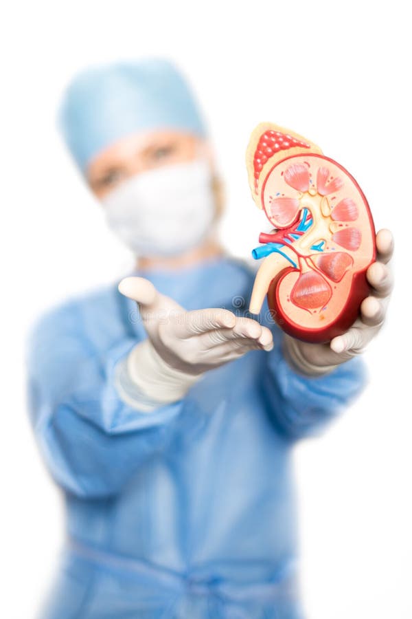 Female doctor in a surgical suit holding a kidney model. Female doctor in a surgical suit holding a kidney model