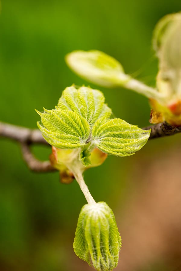 Kidney with Leaves on a Chestnut Tree in Spring Stock Photo Image of