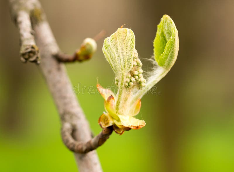 Kidney with Leaves on a Chestnut Tree in Spring Stock Photo Image of
