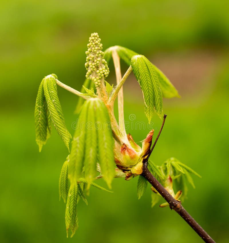 Kidney with Leaves on a Chestnut Tree in Spring Stock Photo Image of