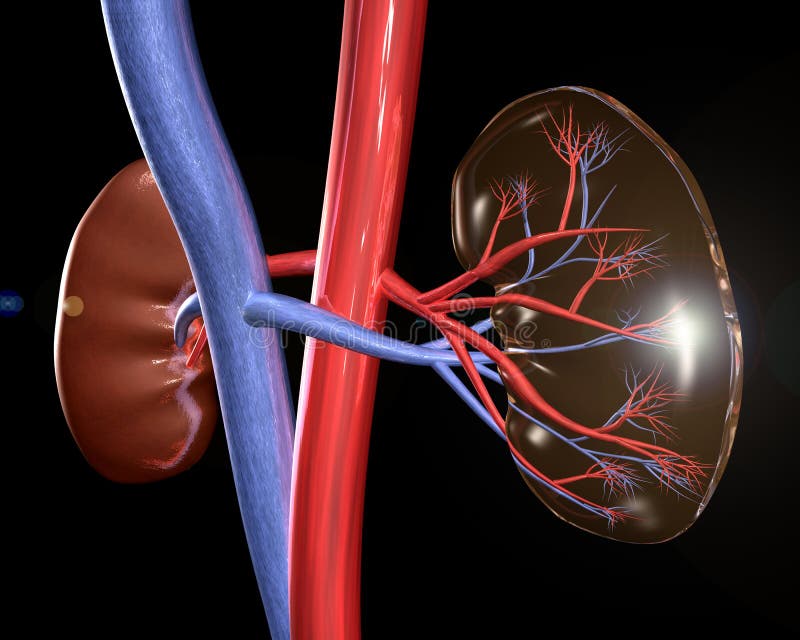 Kidneys stock illustration