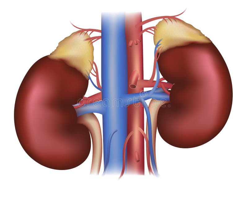 Kidneys and adrenal glands, blood supply royalty free illustration Kidneys and adrenal glands, blood supply royalty free illustration