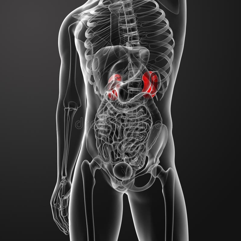 Kidneys vector illustration